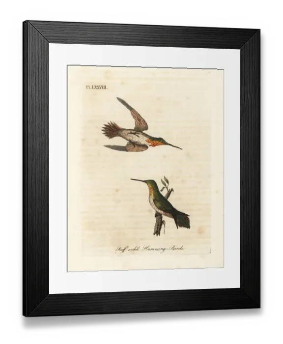 Framed Print : Rufous hummingbird, Selasphorus rufus Framed Print : Rufous hummingbird, Selasphorus rufus