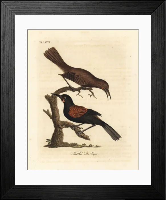 Framed Print : Southern saddleback, Philesturnus carunculatus Framed Print : Southern saddleback, Philesturnus carunculatus