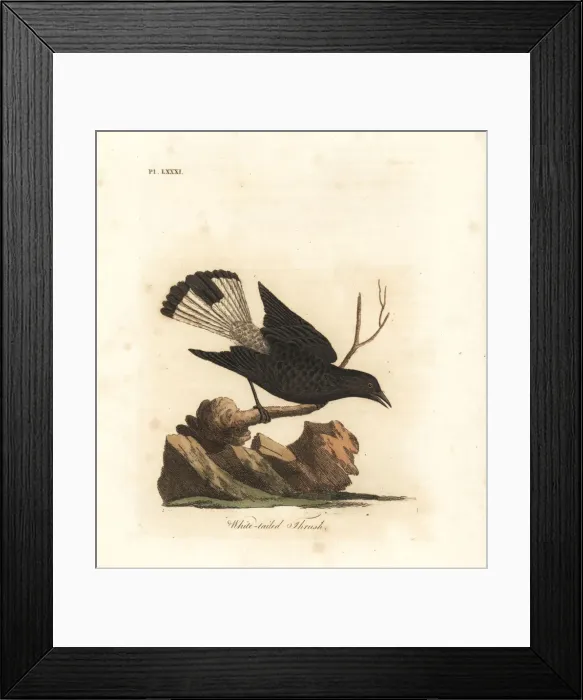 Framed Print : Black wheatear, Oenanthe leucura Framed Print : Black wheatear, Oenanthe leucura