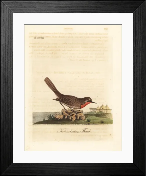 Framed Print : Siberian rubythroat, Luscinia calliope Framed Print : Siberian rubythroat, Luscinia calliope