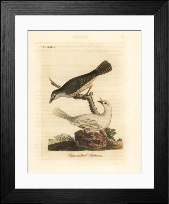 Framed Print : White bellbird, Procnias albus Framed Print : White bellbird, Procnias albus