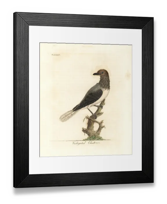 Framed Print : Bearded bellbird, Procnias averano Framed Print : Bearded bellbird, Procnias averano