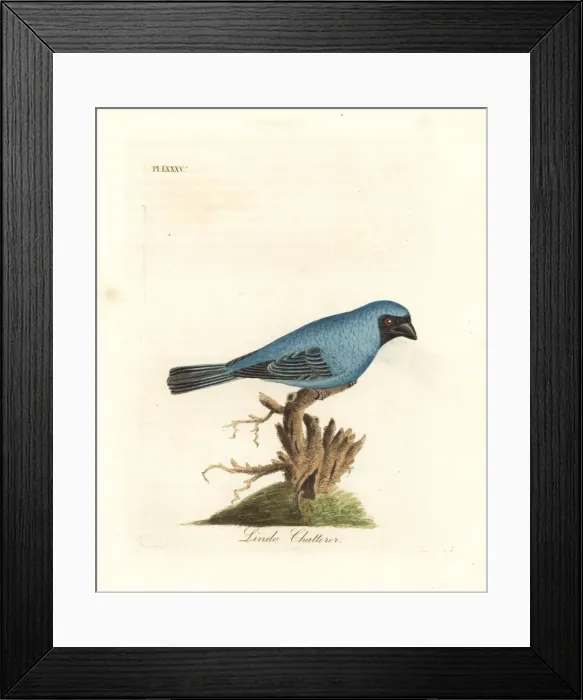Framed Print : Lindo chatterer Framed Print : Lindo chatterer