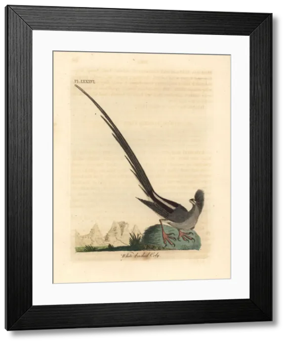 Framed Print : White-backed mousebird, Colius colius Framed Print : White-backed mousebird, Colius colius