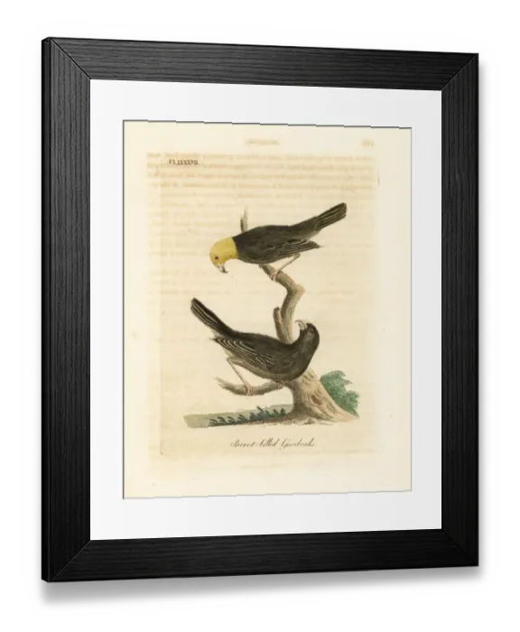 Framed Print : Ou, Psittirostra psittacea. Critically endangered Framed Print : Ou, Psittirostra psittacea. Critically endangered
