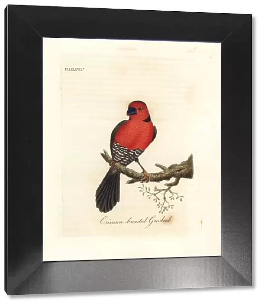 Crimson-breasted grosbeak
