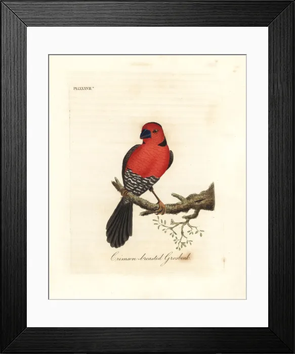 Framed Print : Crimson-breasted grosbeak Framed Print : Crimson-breasted grosbeak
