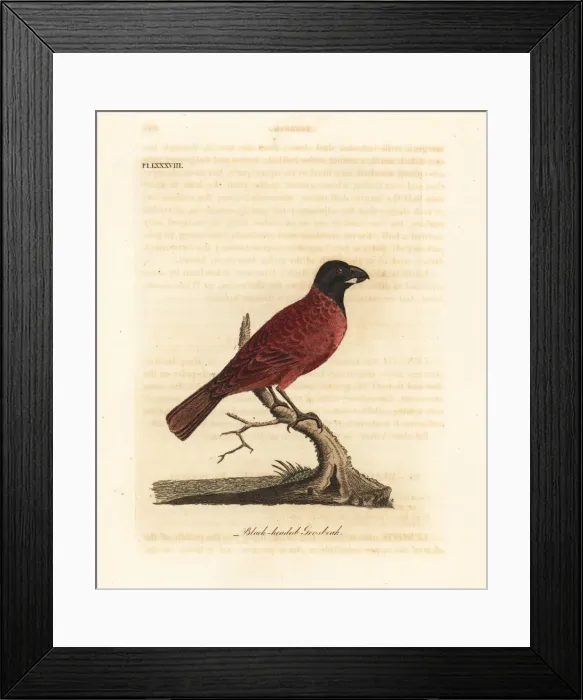 Framed Print : Red-and-black grosbeak, Periporphyrus erythromelas Framed Print : Red-and-black grosbeak, Periporphyrus erythromelas