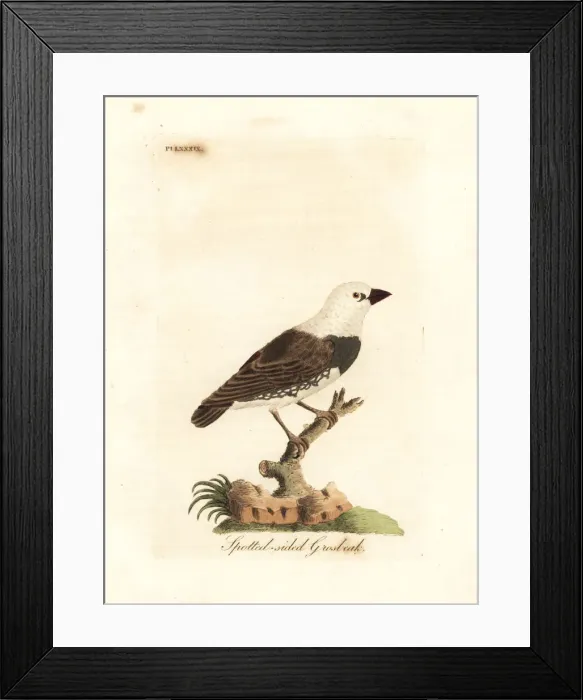 Framed Print : Diamond firetail, Stagonopleura guttata Framed Print : Diamond firetail, Stagonopleura guttata