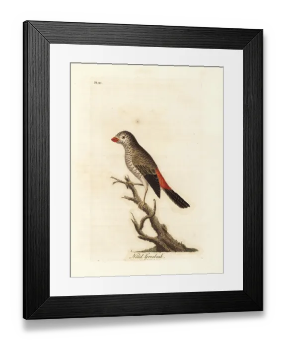 Framed Print : Beautiful firetail, Stagonopleura bella Framed Print : Beautiful firetail, Stagonopleura bella