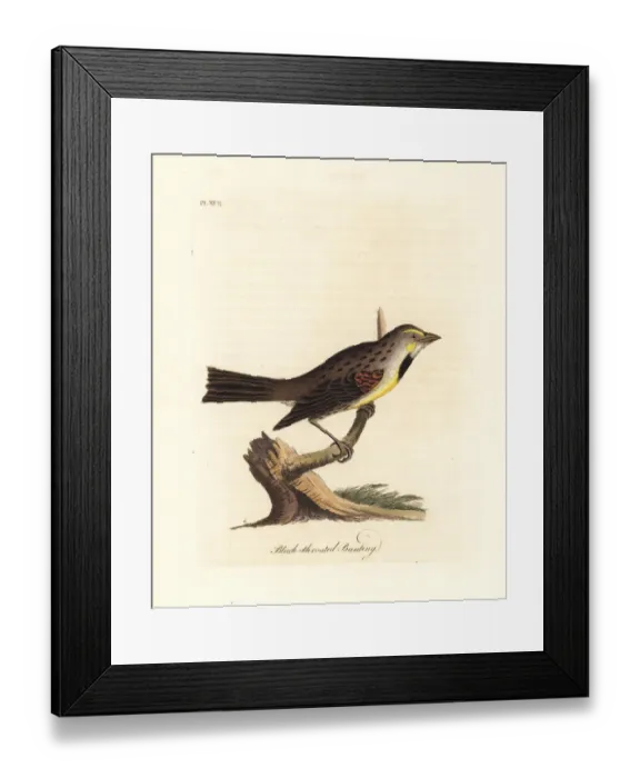Framed Print : Dickcissel, Spiza americana Framed Print : Dickcissel, Spiza americana