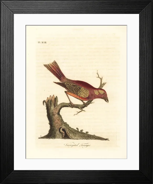 Framed Print : Summer tanager, Piranga rubra Framed Print : Summer tanager, Piranga rubra