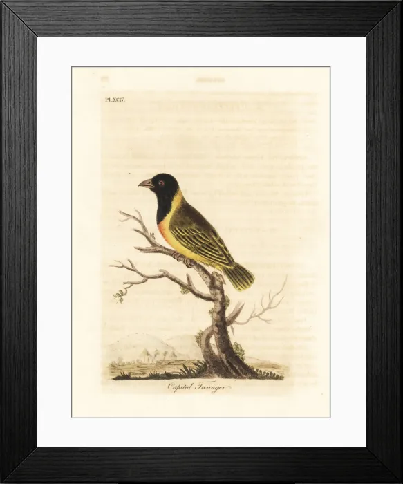 Framed Print : Black-headed yellow-collared weaver, Ploceus Framed Print : Black-headed yellow-collared weaver, Ploceus