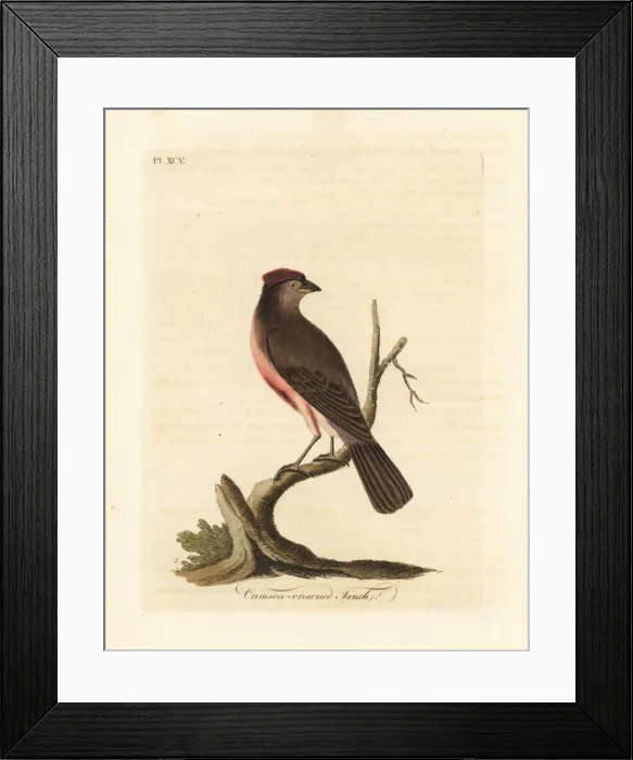 Framed Print : Common redpoll, Carduelis flammea Framed Print : Common redpoll, Carduelis flammea