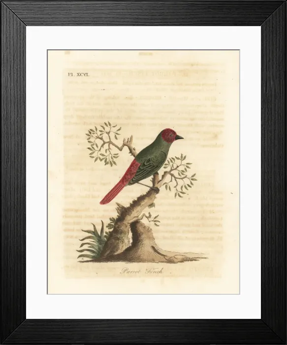 Framed Print : Red-throated parrotfinch, Erythrura psittacea Framed Print : Red-throated parrotfinch, Erythrura psittacea