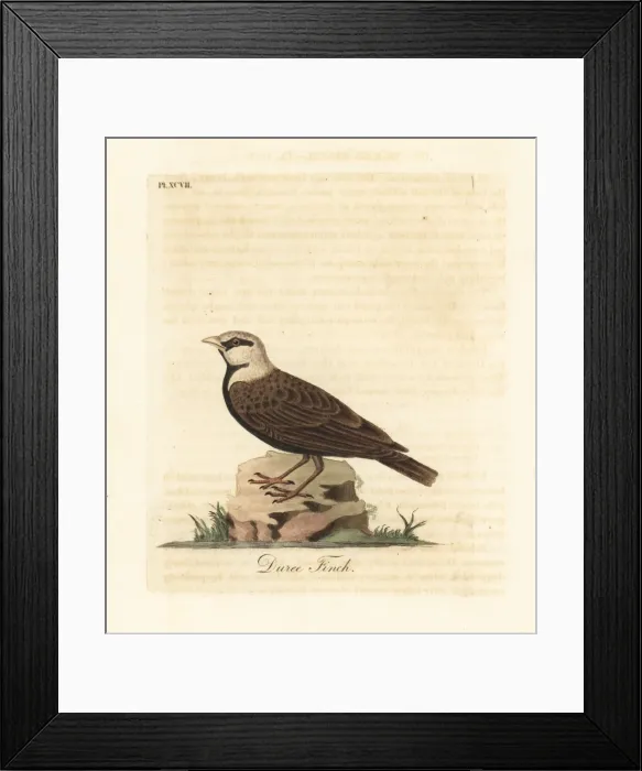 Framed Print : Ashy-crowned sparrow-lark, Eremopterix griseus Framed Print : Ashy-crowned sparrow-lark, Eremopterix griseus