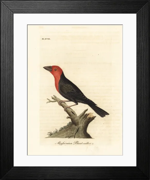 Framed Print : Black-billed barbet, Lybius guifsobalito Framed Print : Black-billed barbet, Lybius guifsobalito