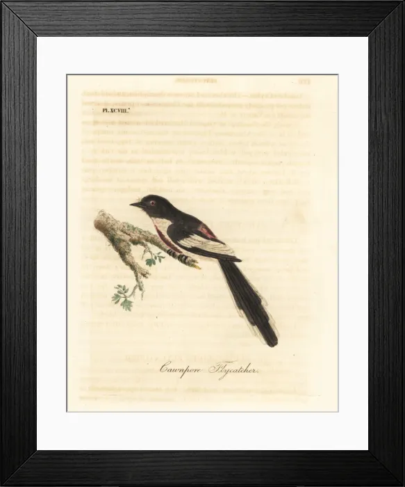 Framed Print : White-bellied minivet, Pericrocotus erythropygius Framed Print : White-bellied minivet, Pericrocotus erythropygius