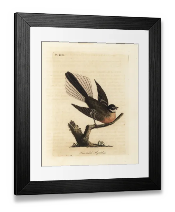 Framed Print : New Zealand fantail, Rhipidura fuliginosa Framed Print : New Zealand fantail, Rhipidura fuliginosa