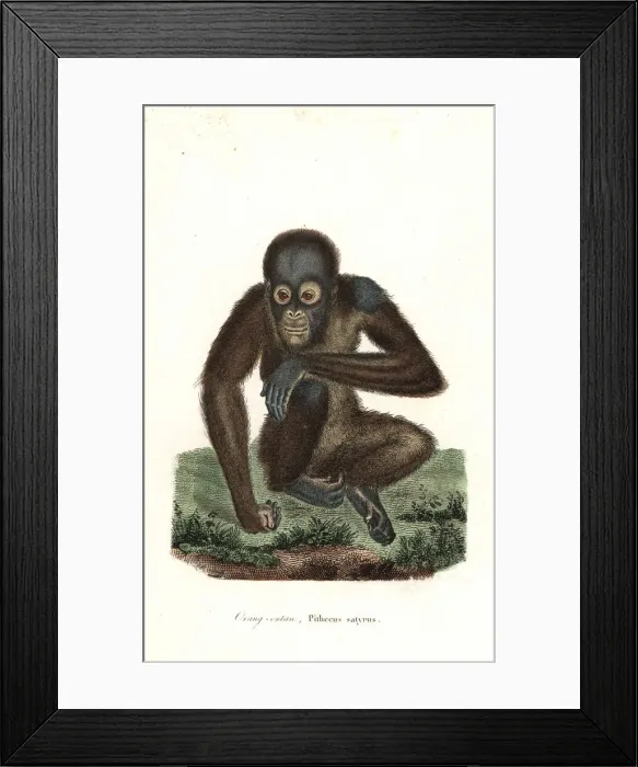 Framed Print : Bornean orangutan, Pongo pygmaeus. Endangered Framed Print : Bornean orangutan, Pongo pygmaeus. Endangered