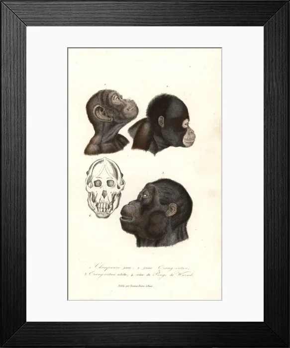 Framed Print : Chimpanzee and orangutan heads Framed Print : Chimpanzee and orangutan heads