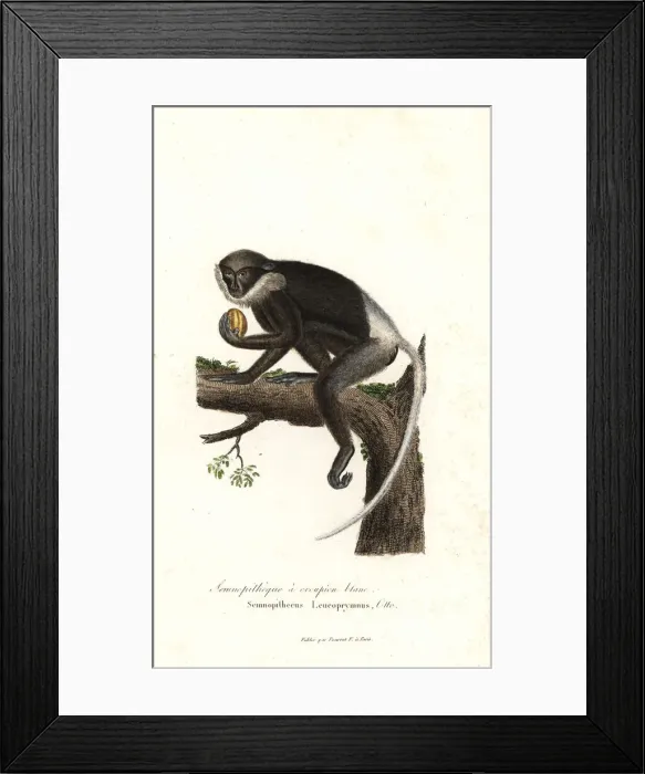 Framed Print : Purple-faced langur, Trachypithecus vetulus. Endangered Framed Print : Purple-faced langur, Trachypithecus vetulus. Endangered