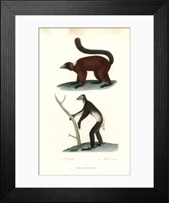 Framed Print : Indri and red-ruffed lemur Framed Print : Indri and red-ruffed lemur