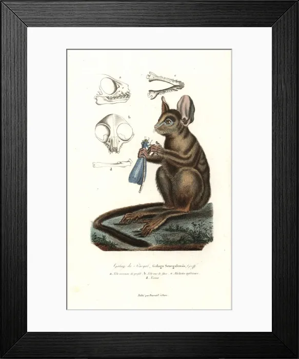 Framed Print : Senegal bushbaby, Galago senegalensis Framed Print : Senegal bushbaby, Galago senegalensis