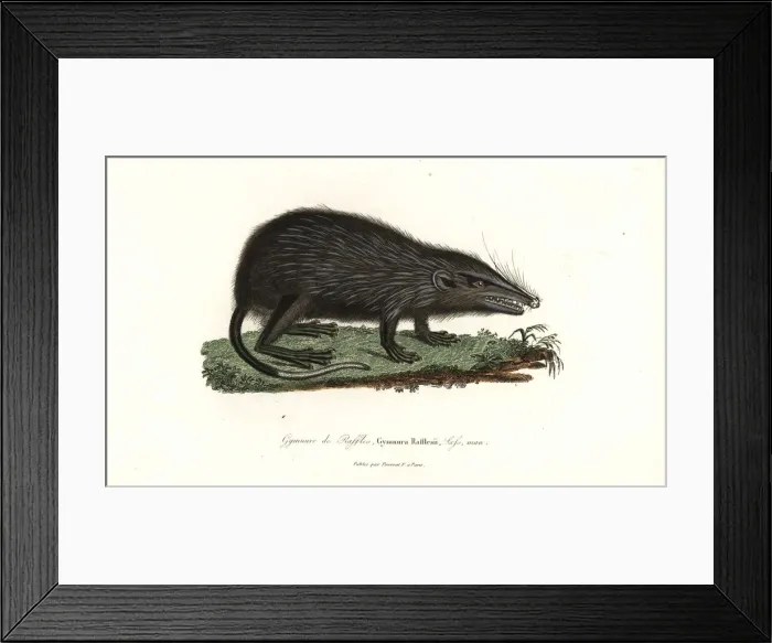 Framed Print : Moonrat, Echinosorex gymnura Framed Print : Moonrat, Echinosorex gymnura