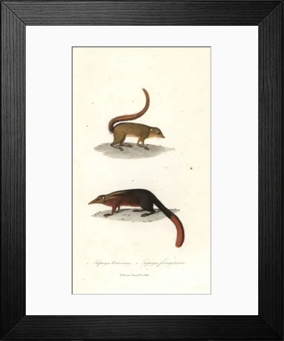 Framed Print : Horsfields treeshrew, Tupaia javanica