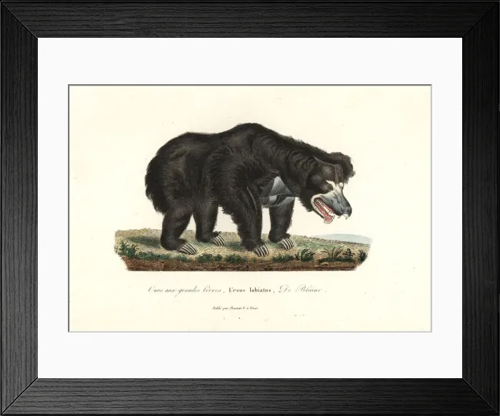 Framed Print : Sloth bear, Melursus ursinus Framed Print : Sloth bear, Melursus ursinus