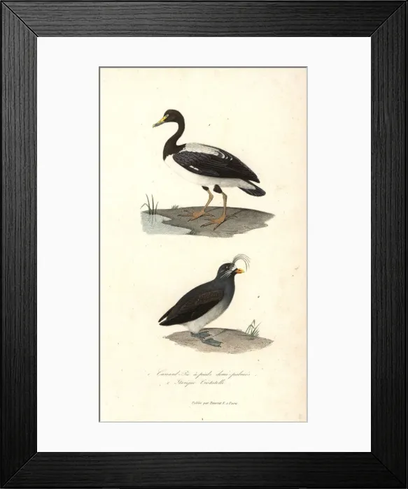 Framed Print : Magpie goose and crested auklet Framed Print : Magpie goose and crested auklet