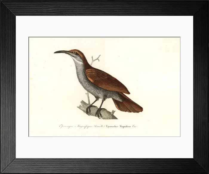 Framed Print : Magnificent riflebird, Lophorina magnifica (female) Framed Print : Magnificent riflebird, Lophorina magnifica (female)