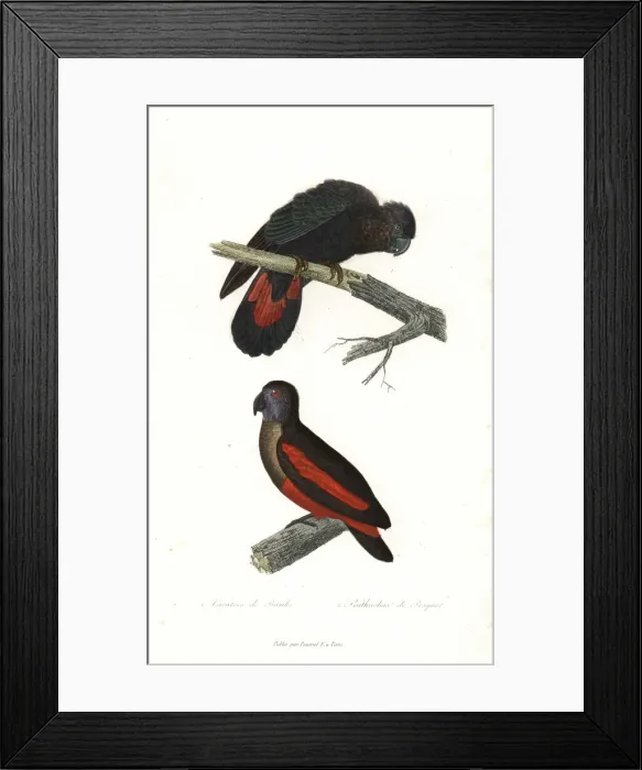 Framed Print : Red-tailed black cockatoo and Pesquets parrot Framed Print : Red-tailed black cockatoo and Pesquets parrot