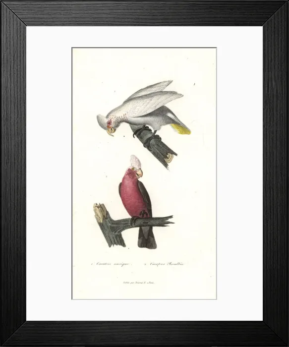 Framed Print : Long-billed corella and galah Framed Print : Long-billed corella and galah