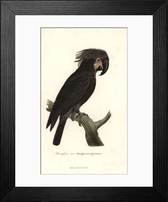 Framed Print : Palm cockatoo, Probosciger aterrimus Framed Print : Palm cockatoo, Probosciger aterrimus