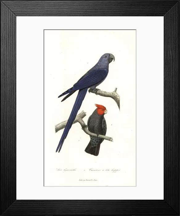 Framed Print : Spixs macaw (critically endangered) and gang-gang cockatoo Framed Print : Spixs macaw (critically endangered) and gang-gang cockatoo