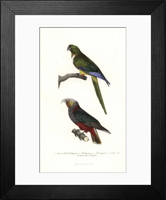 Framed Print : Burrowing parrot and New Zealand kaka Framed Print : Burrowing parrot and New Zealand kaka