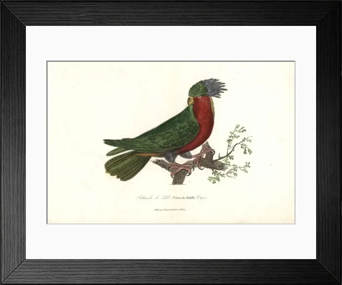Framed Print : Kuhls lorikeet, Vini kuhlii (endangered) Framed Print : Kuhls lorikeet, Vini kuhlii (endangered)