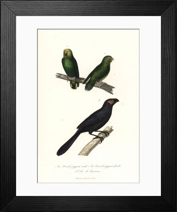 Framed Print : Yellow-capped pygmy parrot and groove-billed ani Framed Print : Yellow-capped pygmy parrot and groove-billed ani