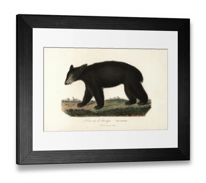 Framed Print : American black bear, Ursus americanus Framed Print : American black bear, Ursus americanus