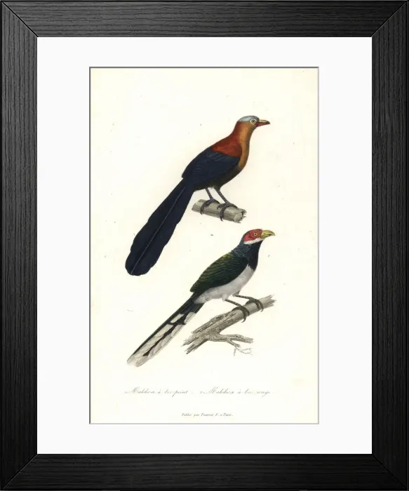 Framed Print : Yellow-billed malkoha and red-faced malkoha Framed Print : Yellow-billed malkoha and red-faced malkoha