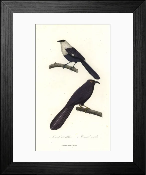 Framed Print : Pied coucal and violet coucal Framed Print : Pied coucal and violet coucal
