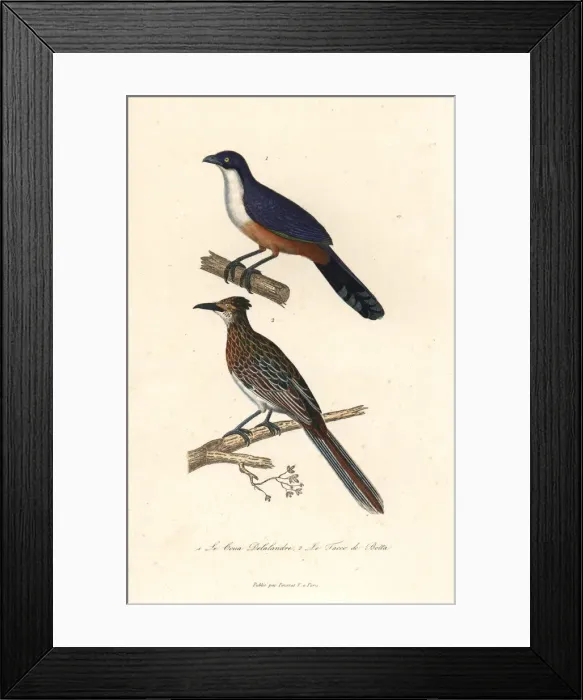Framed Print : Delalandes coua (extinct), and greater roadrunner Framed Print : Delalandes coua (extinct), and greater roadrunner
