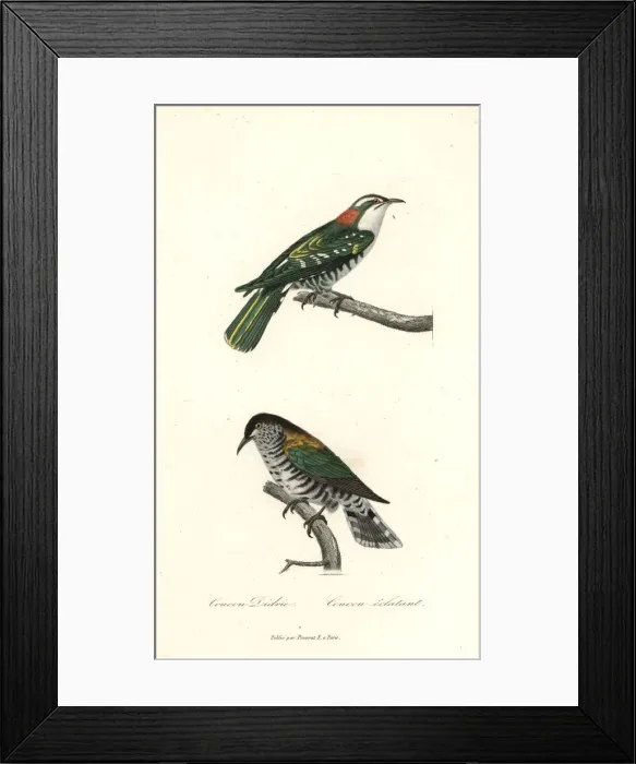 Framed Print : Diederik cuckoo and shining bronze-cuckoo Framed Print : Diederik cuckoo and shining bronze-cuckoo