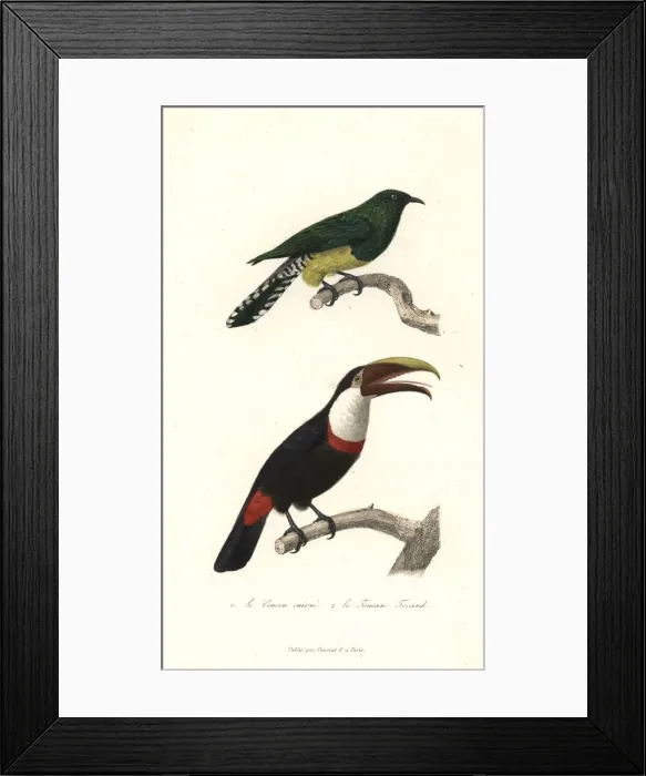 Framed Print : African emerald cuckoo and black-mandibled toucan Framed Print : African emerald cuckoo and black-mandibled toucan