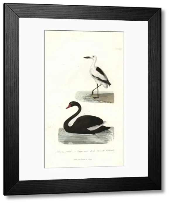 Framed Print : Crab plover, Dromas ardeola, and black swan, Cygnus atratus Framed Print : Crab plover, Dromas ardeola, and black swan, Cygnus atratus