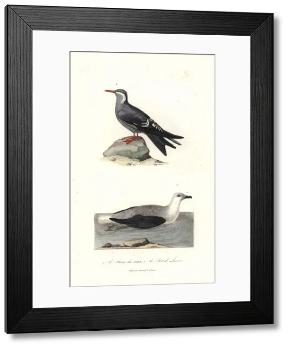 Framed Print : Inca tern, Larosterna inca, and white-headed Framed Print : Inca tern, Larosterna inca, and white-headed