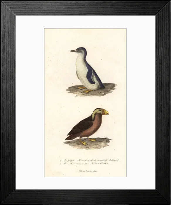 Framed Print : Little blue penguin, Eudyptula minor Framed Print : Little blue penguin, Eudyptula minor