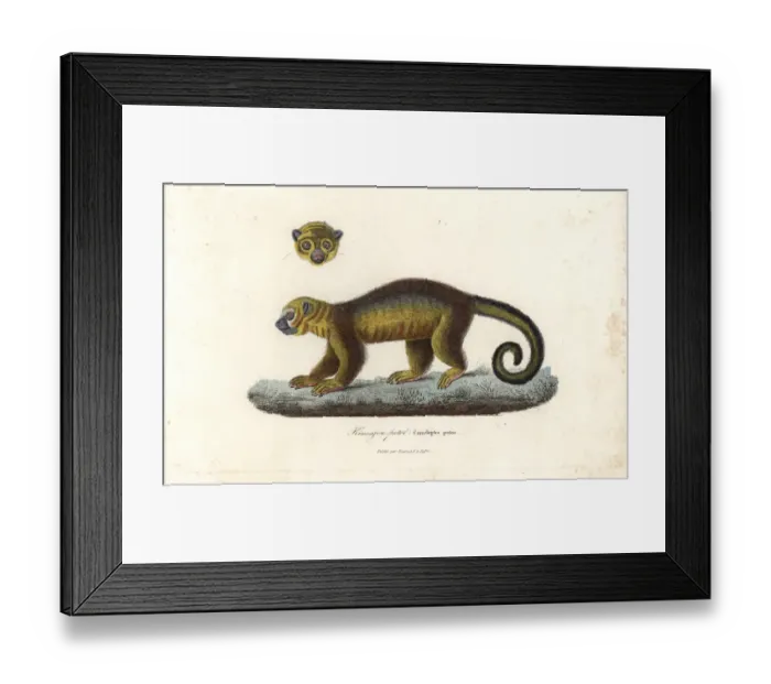 Framed Print : Kinkajou, Potos flavus Framed Print : Kinkajou, Potos flavus